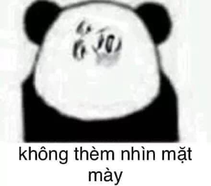meme gấu trúc cực hài hước