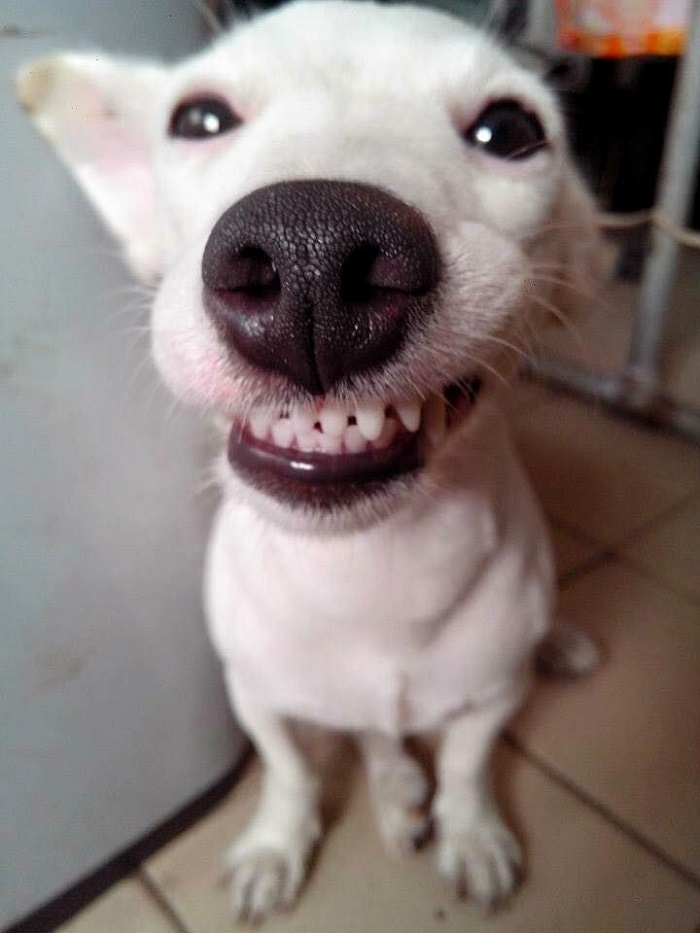 meme haha chế bựa