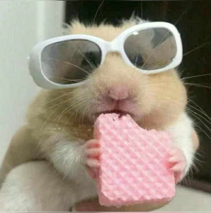 meme hamster cực đáng yêu