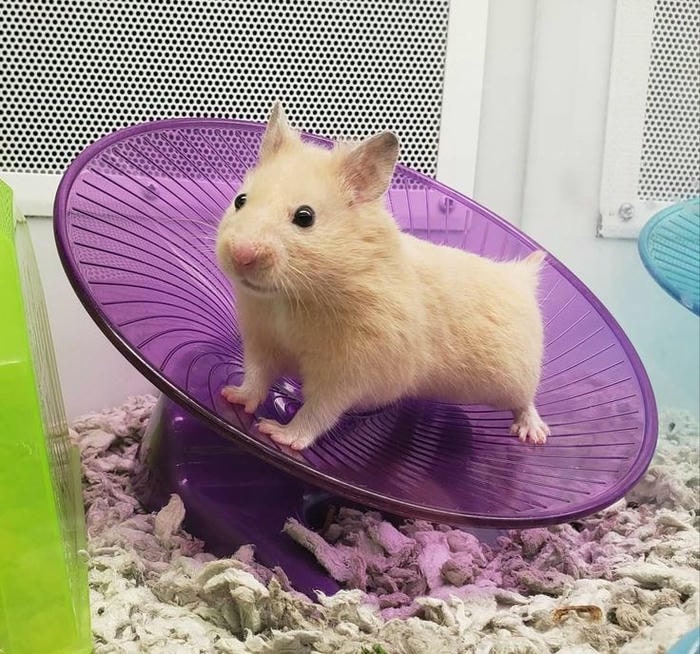 meme hamster cute nhất