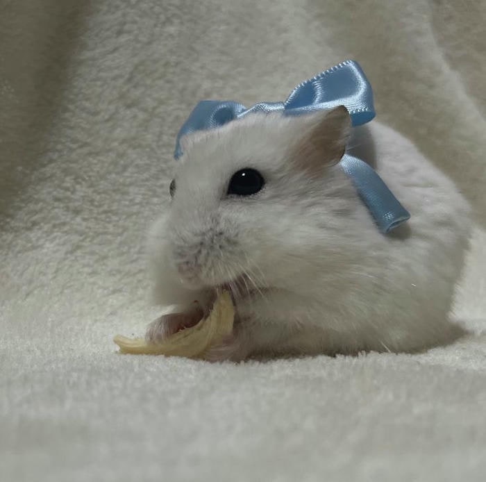 meme hamster cute