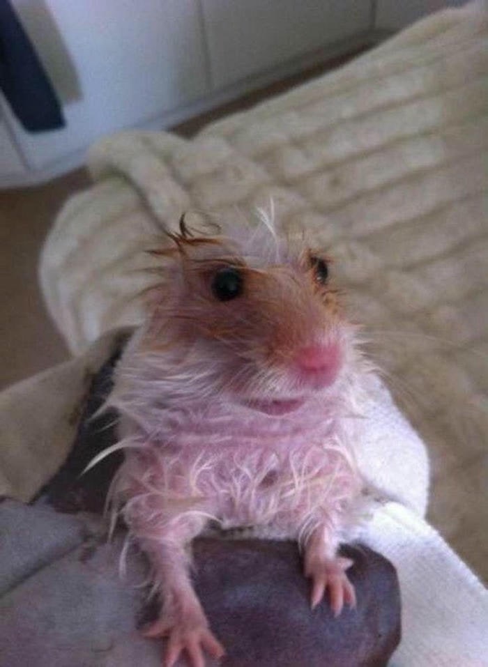 meme hamster dễ thương