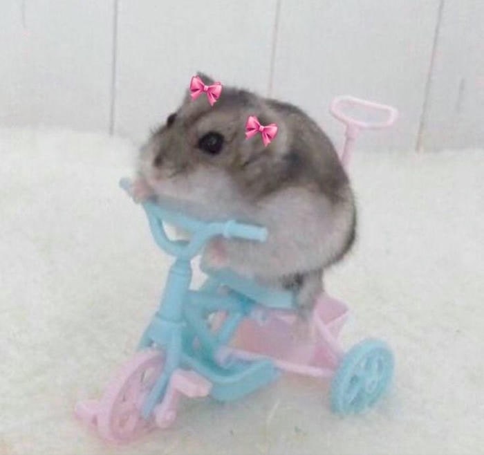 meme hamster đẹp