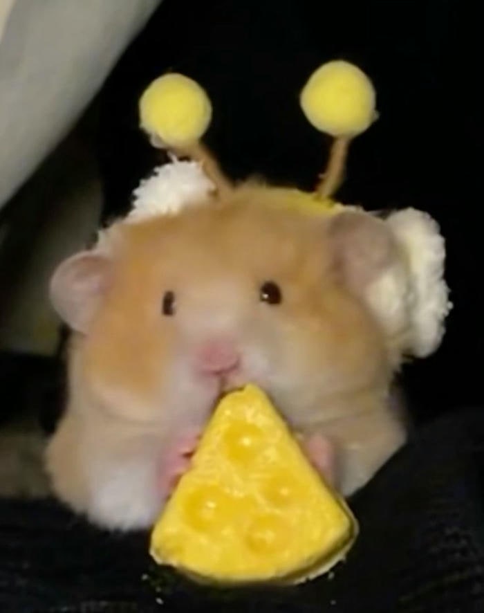 meme hamster siêu cute