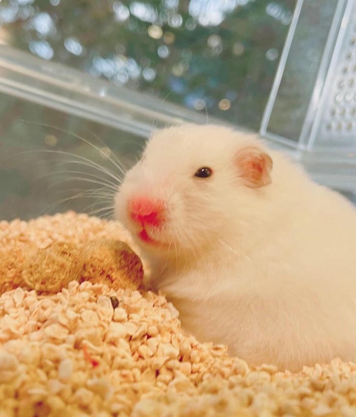 meme hamster siêu xinh