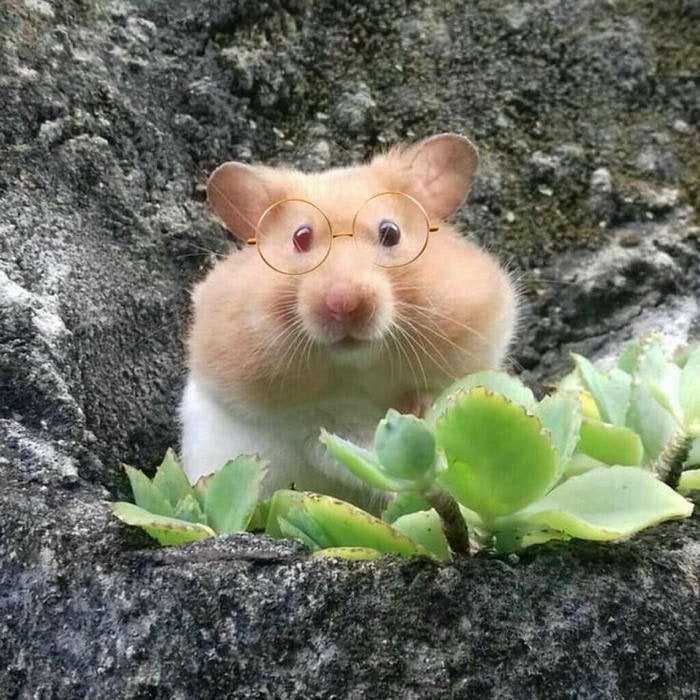meme hamster