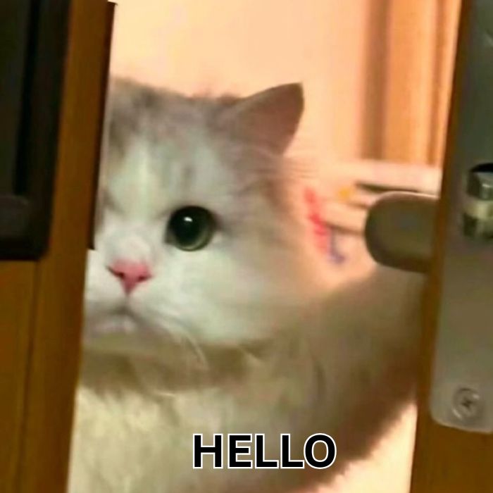 meme hello cực đáng yêu
