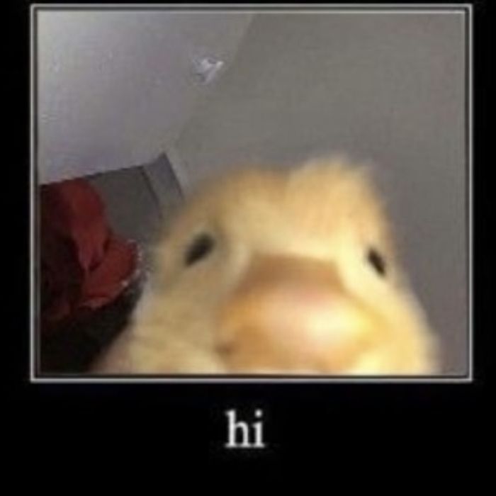meme hello cực dễ thương