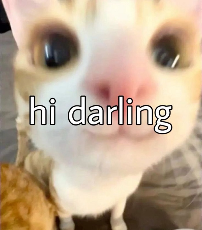 meme hello cực hài