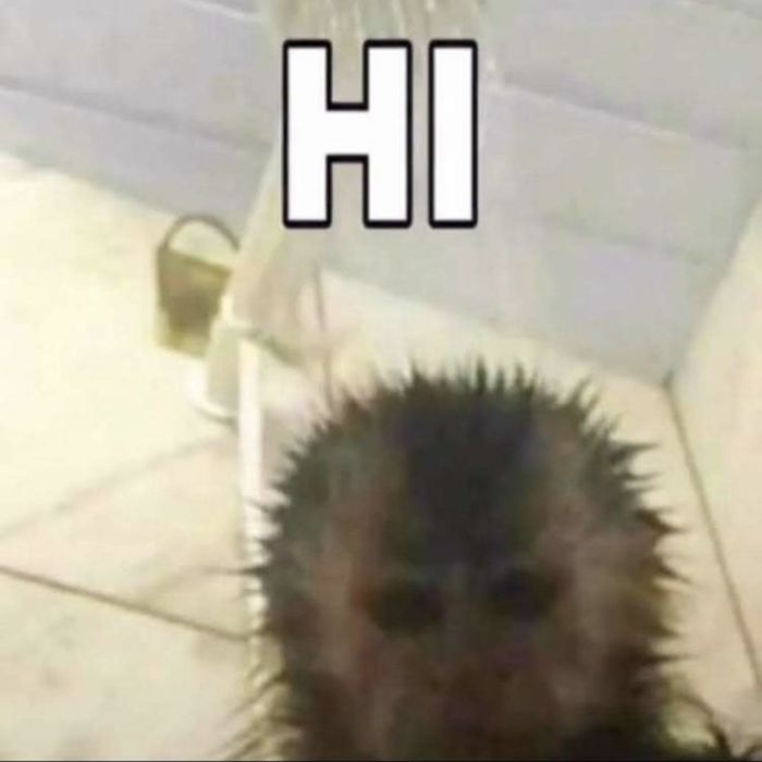 meme hello cuti