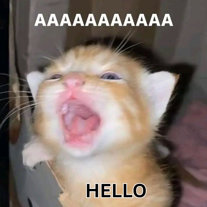 meme hello đáng yêu