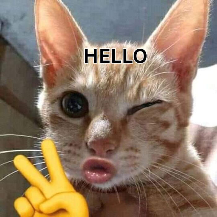 meme hello dễ thương nhất
