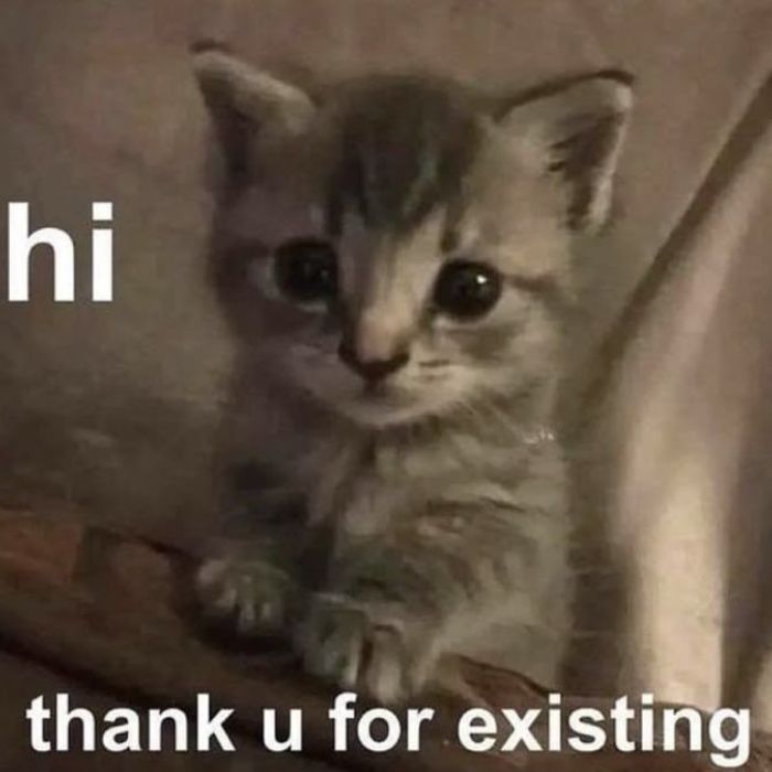 meme hello dễ thương xỉu