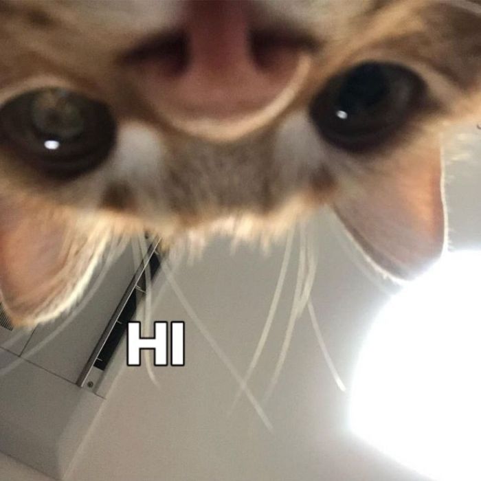 meme hello hài hước