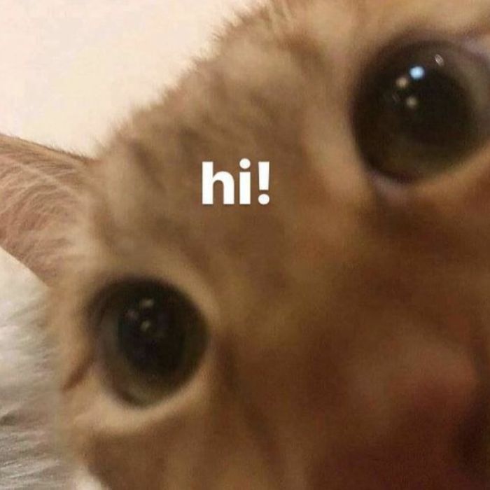 meme hello hài