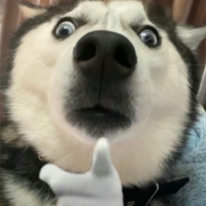 meme khinh bỉ bựa chế