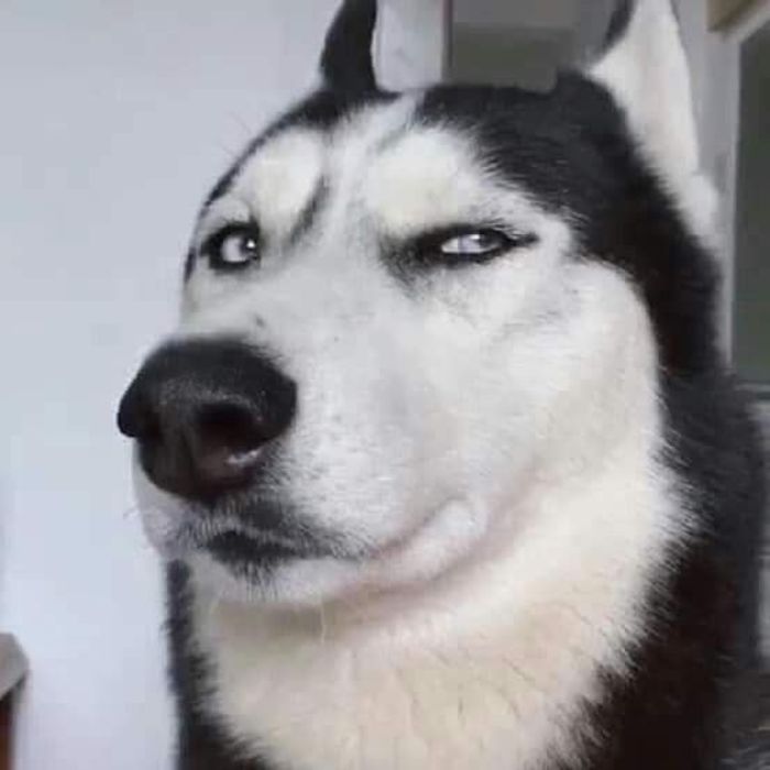 meme khinh bỉ chó