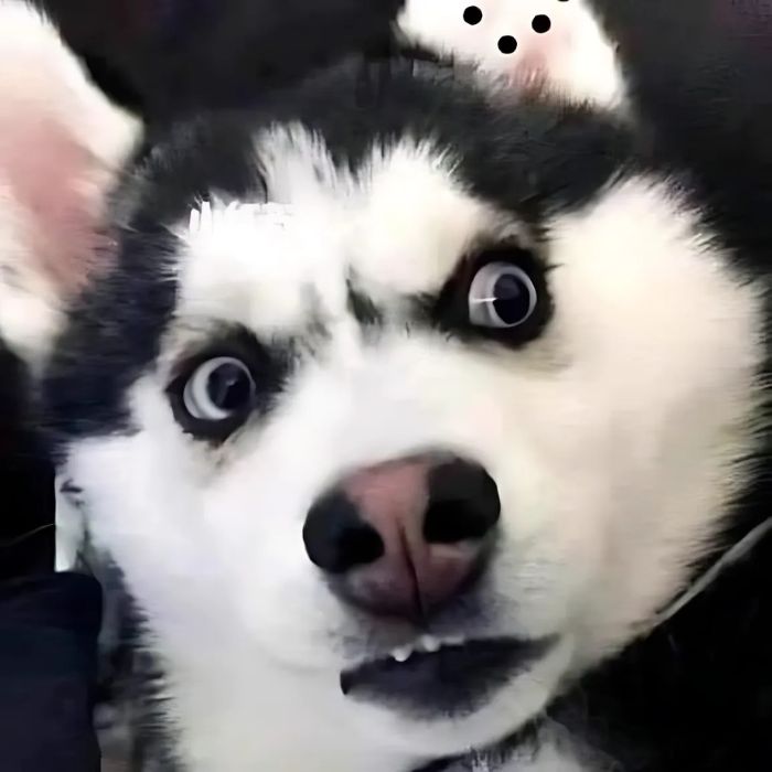 meme khinh bỉ đẹp