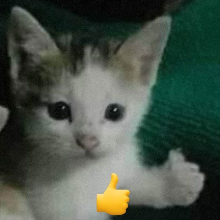 meme like siêu hài
