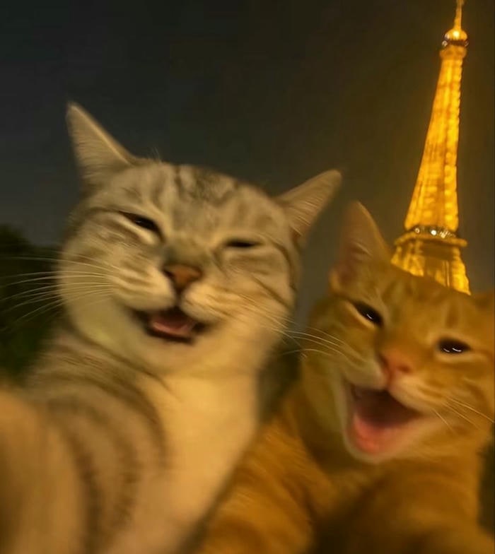 meme mèo cười cực cute