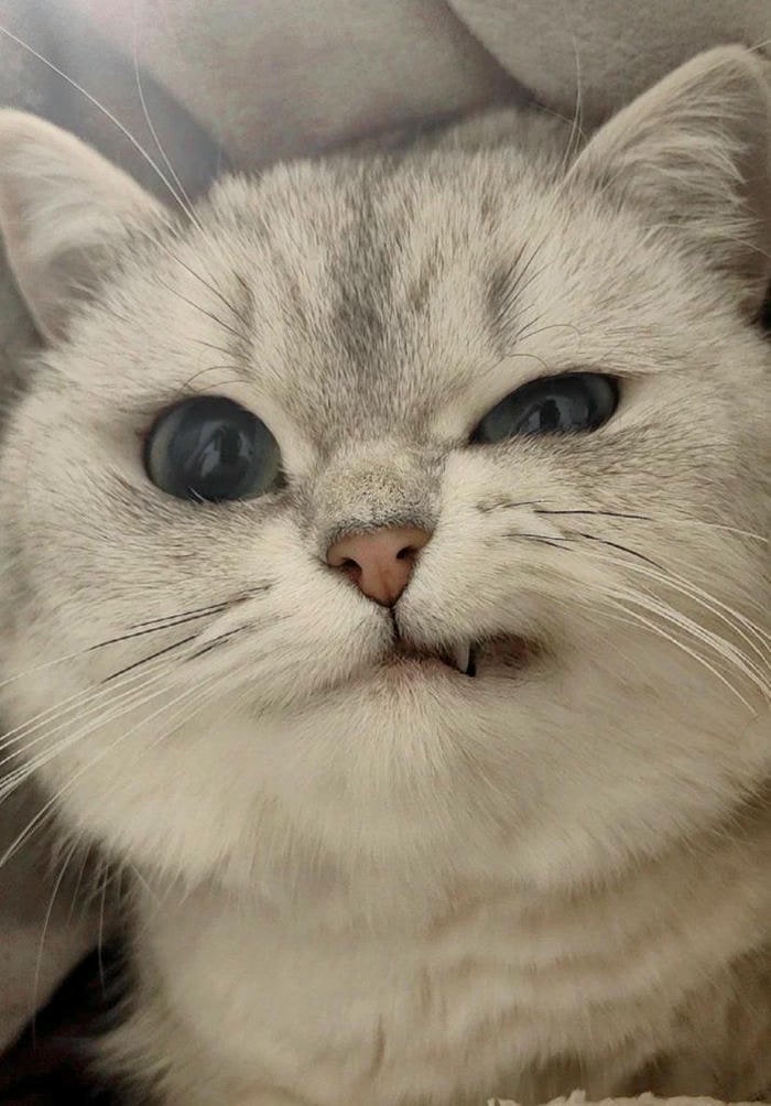 meme mèo cười cực đáng yêu