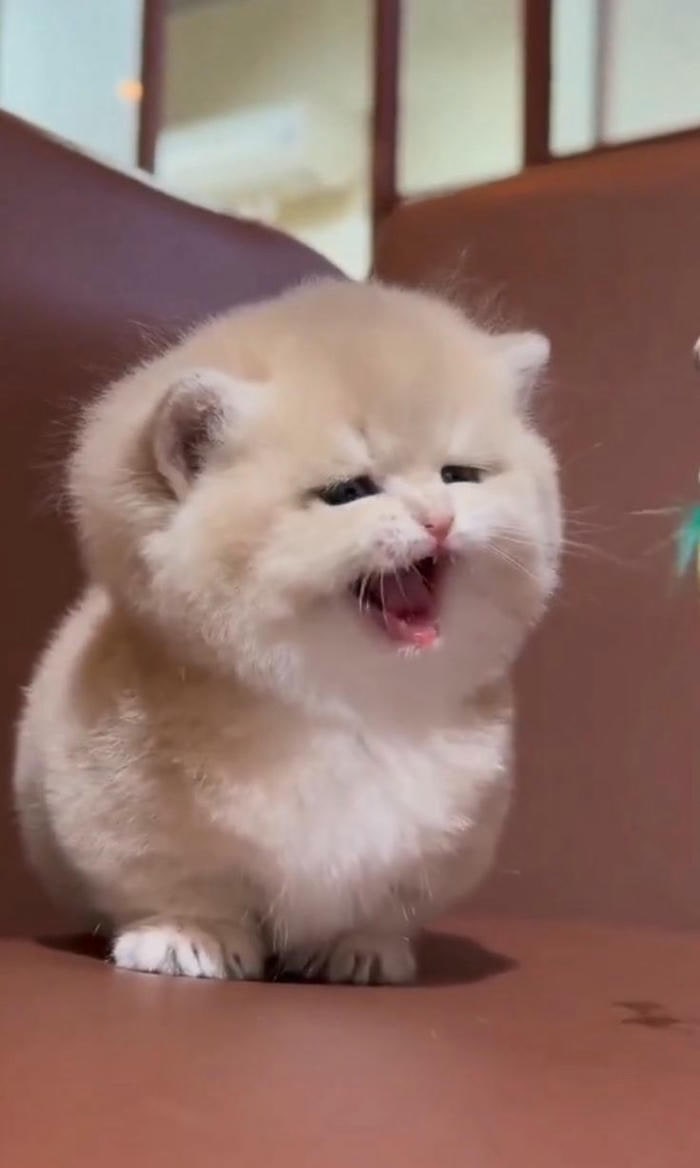 meme mèo cười cực hài
