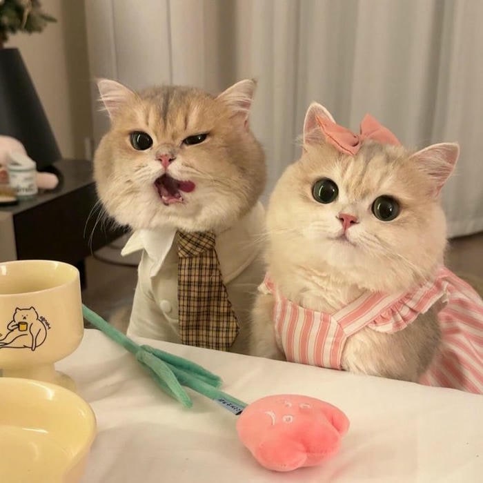meme mèo cười cute nhất