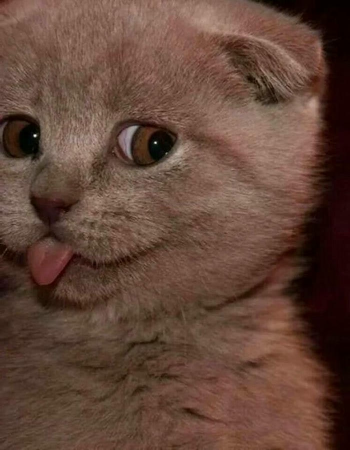 meme mèo cười cute
