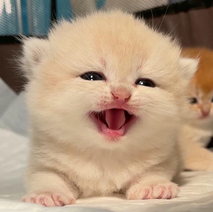 meme mèo cười đáng yêu nhất