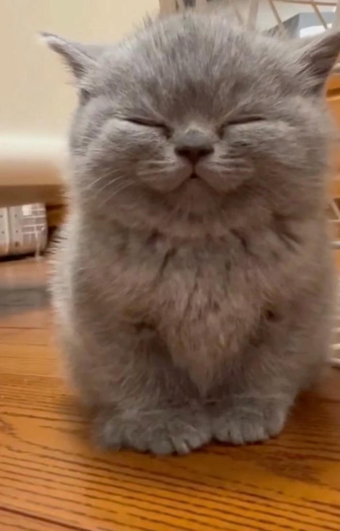 meme mèo cười siêu cute