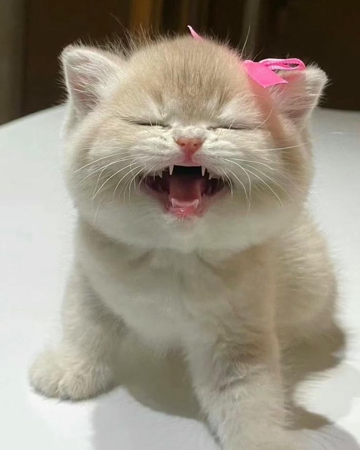 meme mèo cười siêu đáng yêu