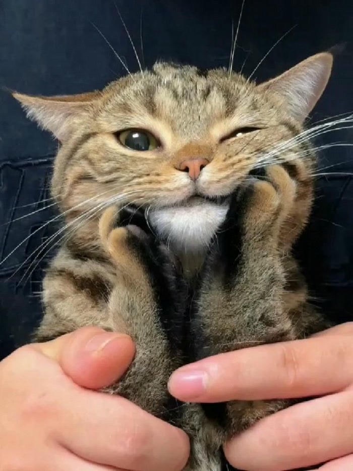 meme mèo cười siêu dễ thương