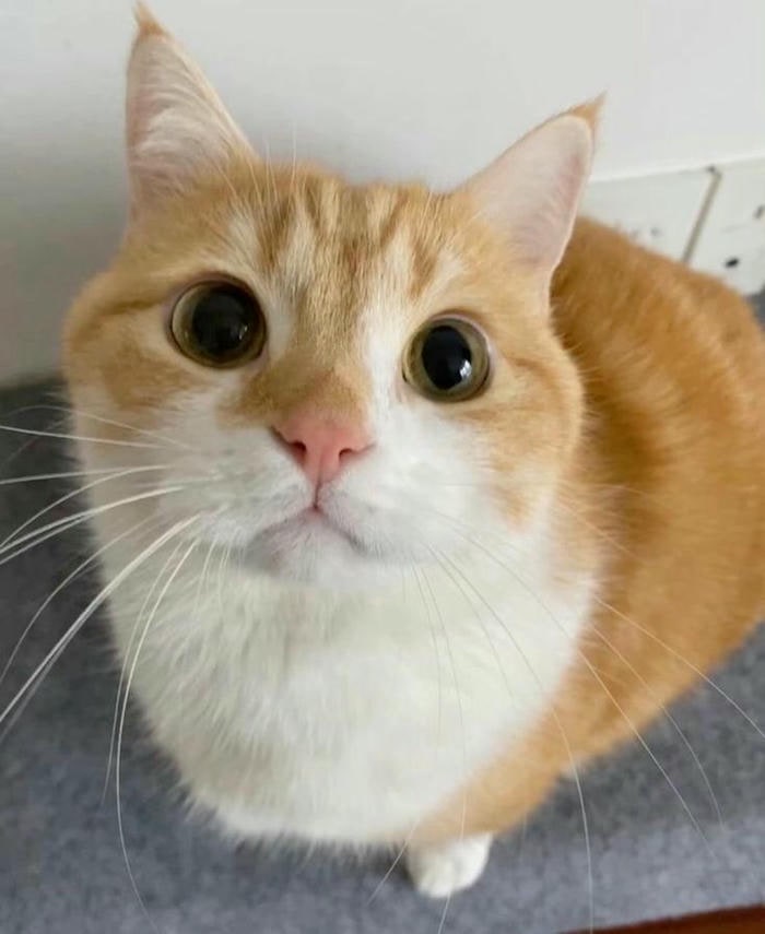 meme mèo cute cực dễ thương