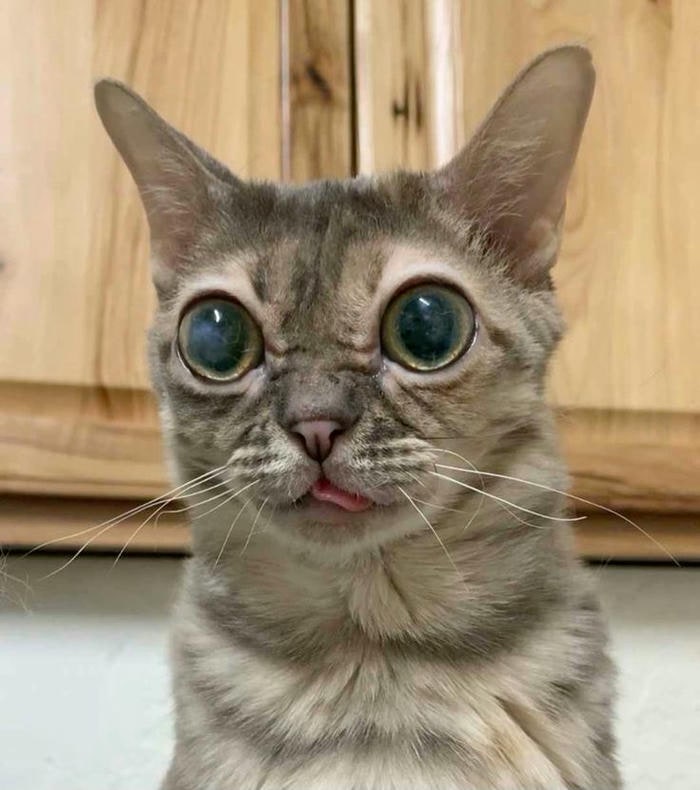 meme mèo cute cực hài