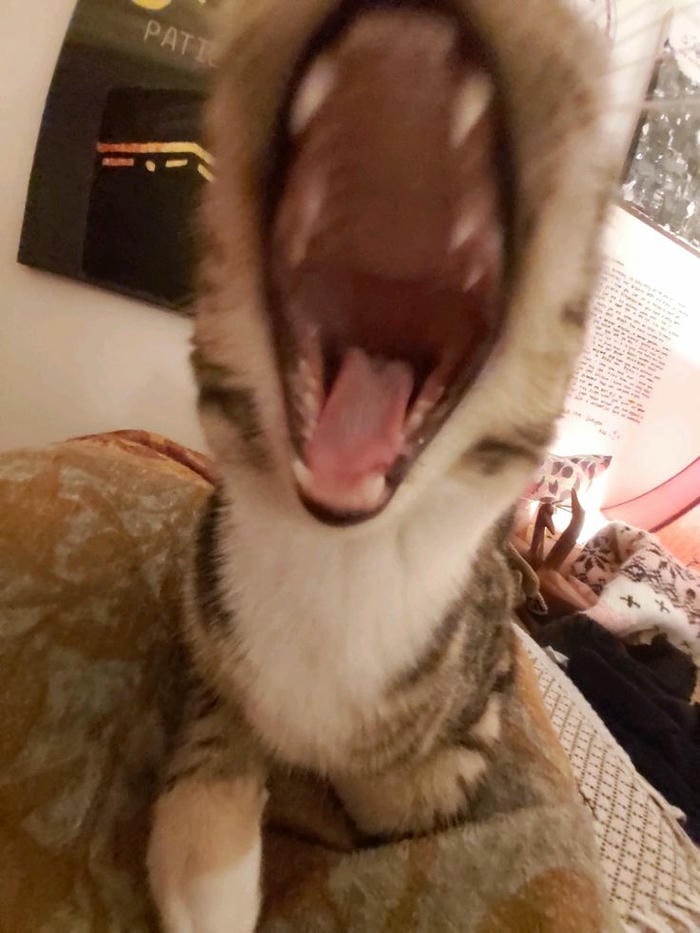 meme mèo cute dễ thương