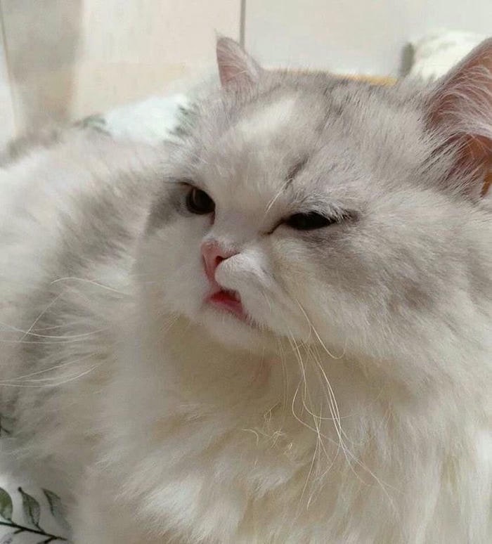 meme mèo cute đẹp
