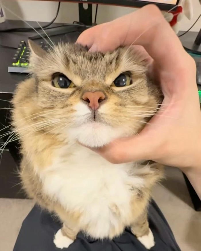 meme mèo cute hài