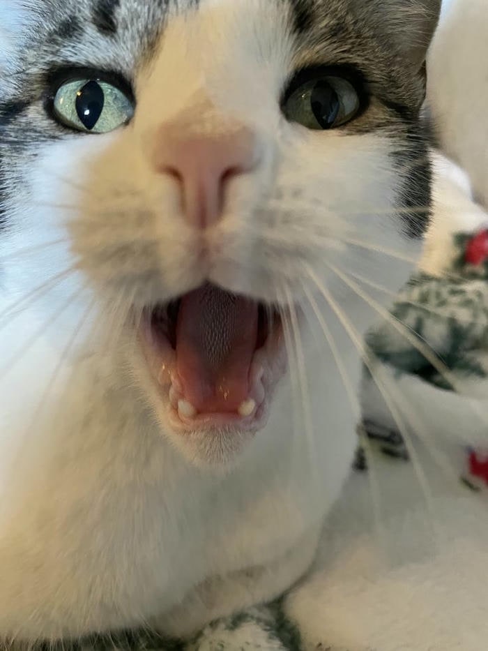 meme mèo cute siêu hài