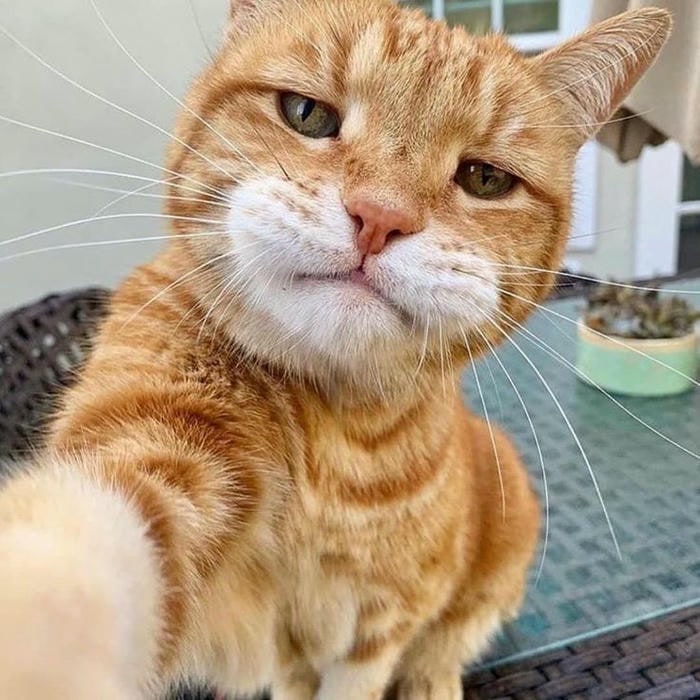 meme mèo cute xinh