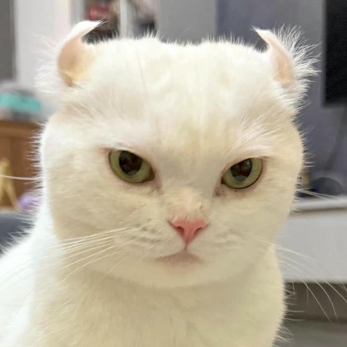 meme mèo cute xỉu