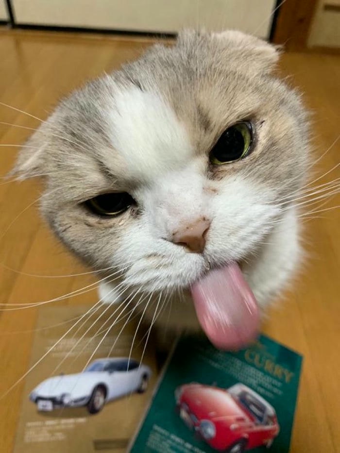 meme mèo cute
