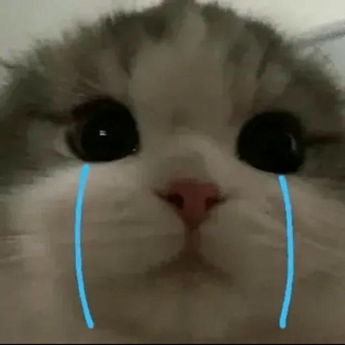 meme mèo khóc cực buồn