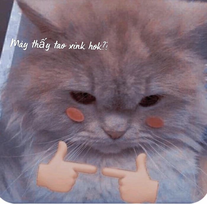 meme ngại mèo cute