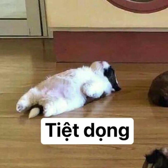meme sad cực hài hước