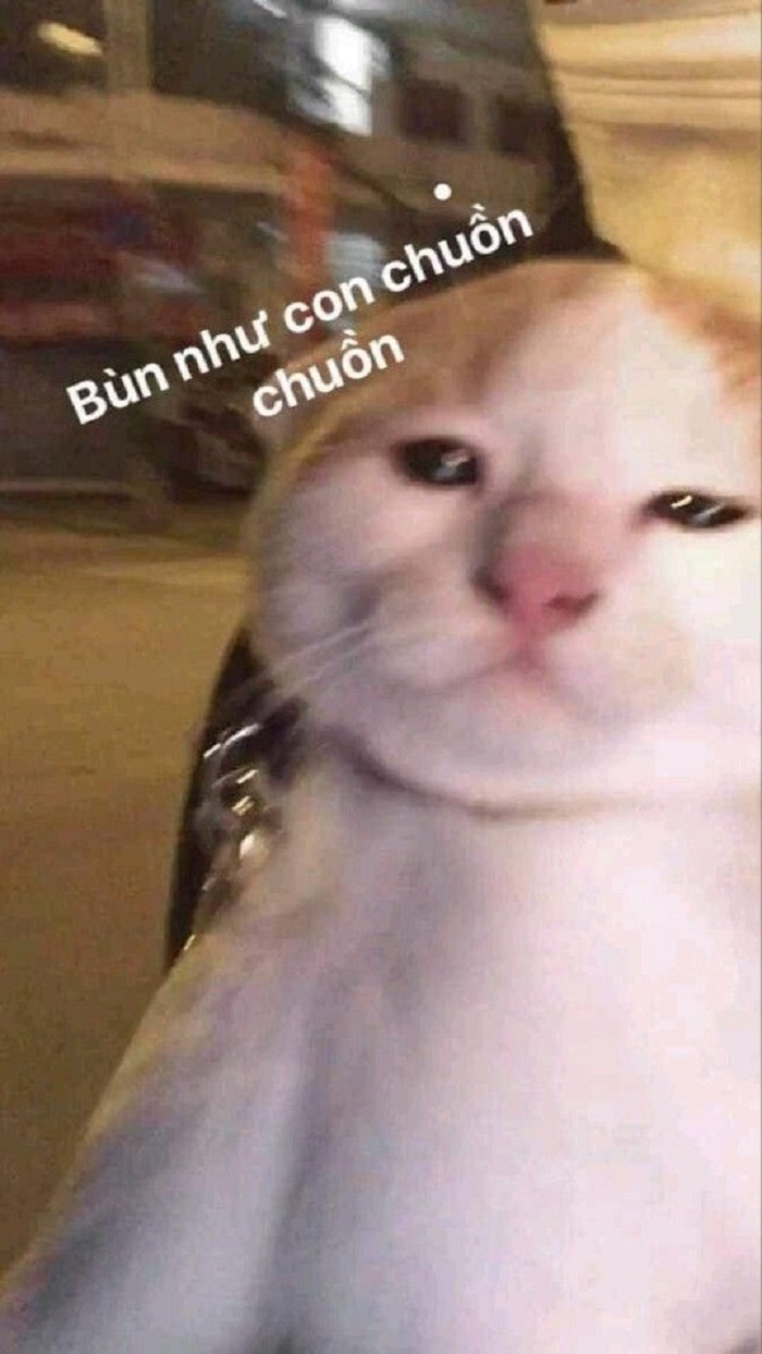 meme sad mèo siêu buồn