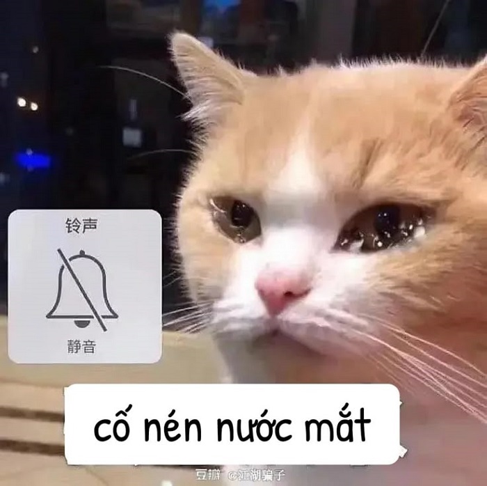 meme sad mèo