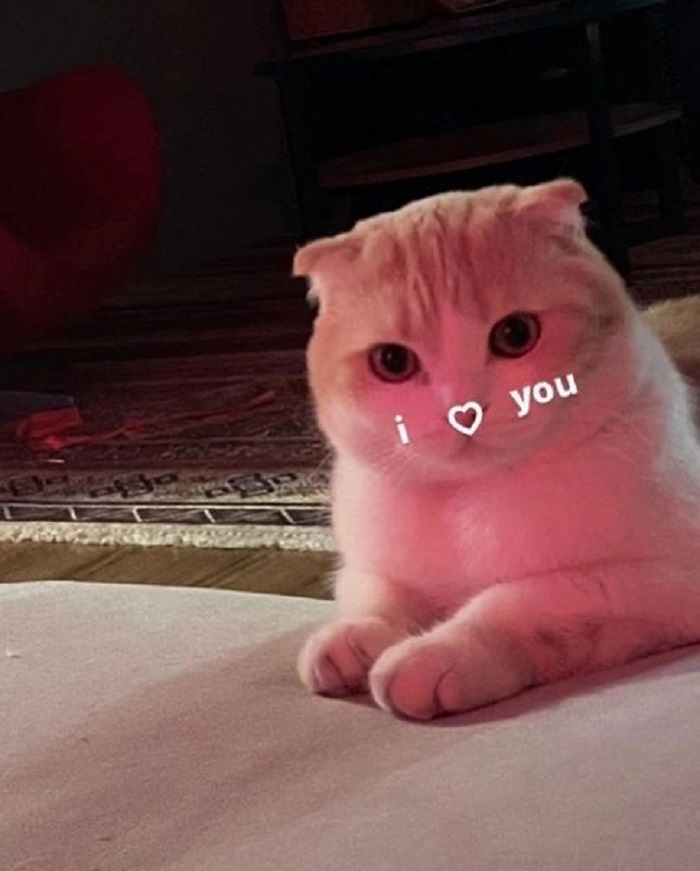 meme tình yêu đáng yêu xỉu