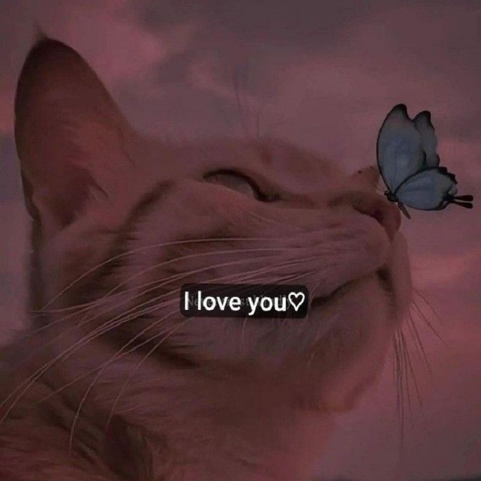 meme tình yêu dễ thương