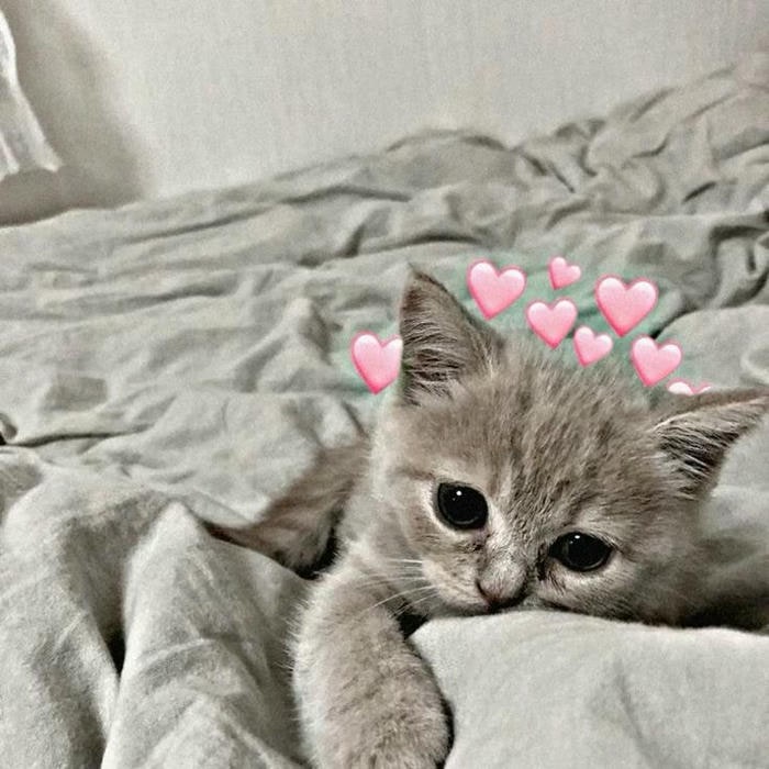 meme tình yêu siêu dễ thương