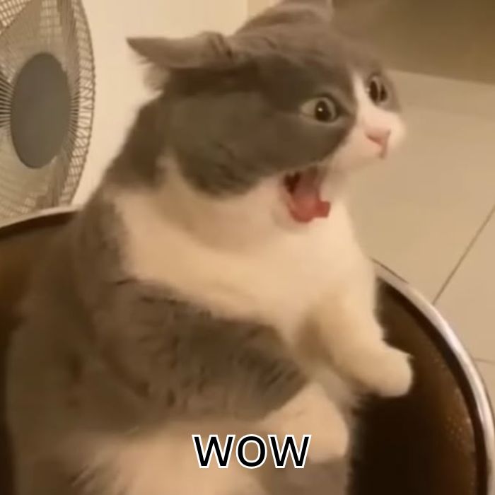 meme wow mèo chế